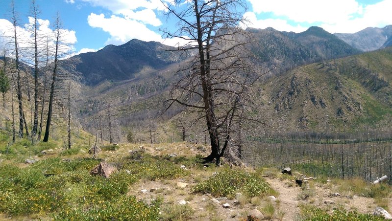 Looking across the burn.