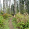 Trail runners and their dogs competing in the Dog Daze 10K on the OAT.