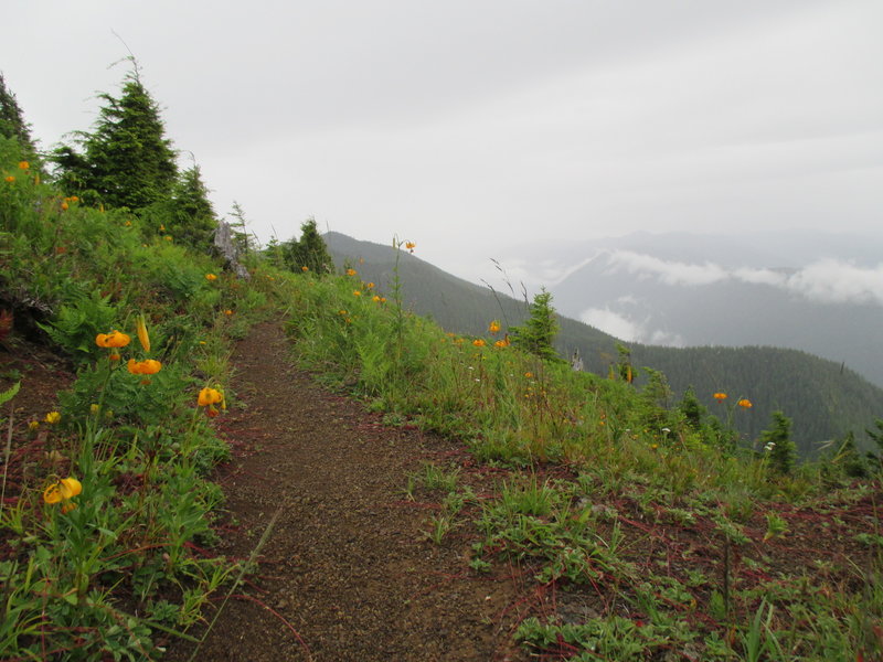 Lilies blooming in early July along the Mount Muller trail.