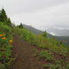 Lilies blooming in early July along the Mount Muller trail.