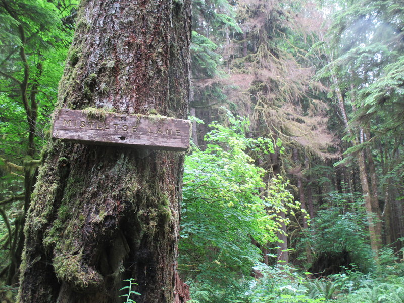 Mistletoe Lane, near the end of the clockwise Mount Muller loop.