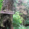 Mistletoe Lane, near the end of the clockwise Mount Muller loop.