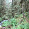 Runners returning to the trailhead after a few miles out on the Little River Trail.