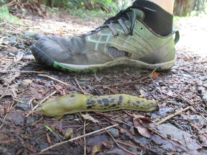 Everything grows huge on the Little River Trail, especially the slugs.