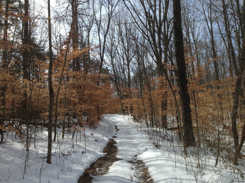 Beginning section of First Creek Trail