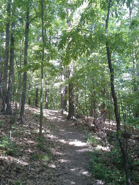 Coosa Backcountry Trail through GA hardwood forest