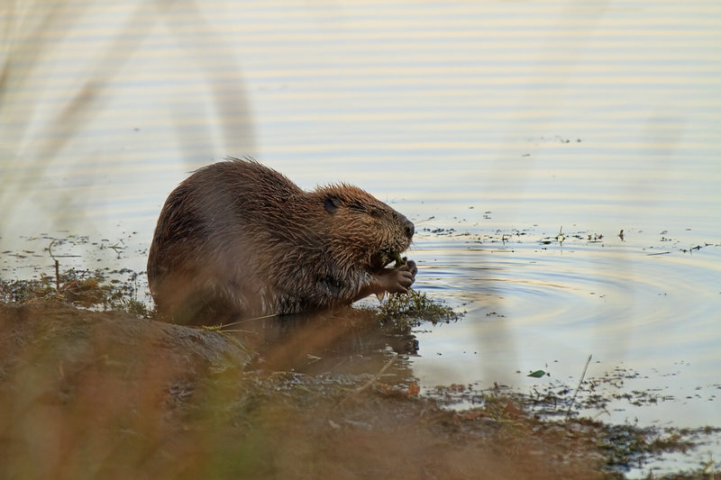 Burford beaver along the Burford Lake Trail