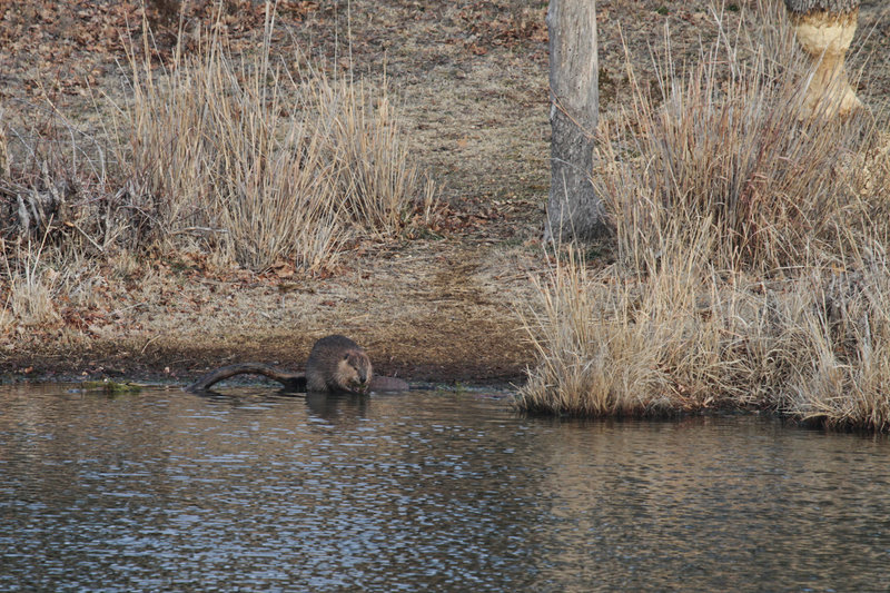 The big bad Burford beaver