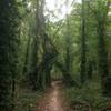 Trail in the Islands section of the Low Hollow Trail