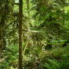 Ferny mossy forest along the West Elwha Trail (Photo by bensonk42)