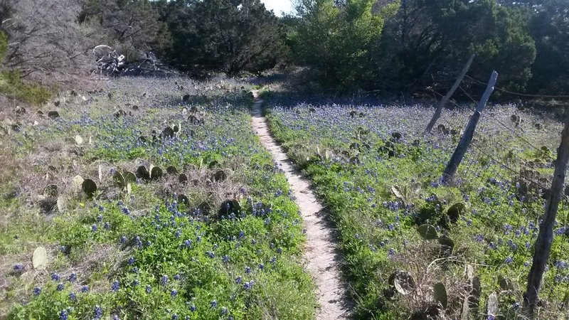 Running among the Texas blue bonnets and cactus on the Cleburne State Park Trail