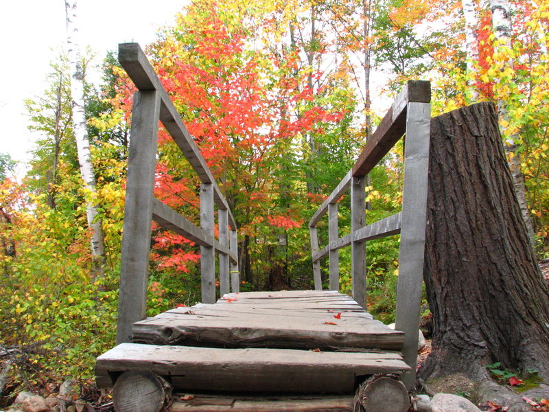 Ponceau dans la fort du Mont-Tremblant