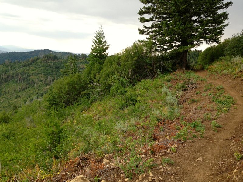 Conditions on Around the Mountain Trail, looking West (counterclockwise).