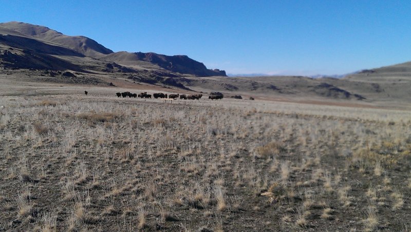 Buffalo herd as seen from the White Rocks Loop Road