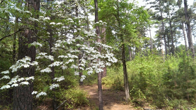 Dogwoods in bloom