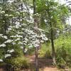 Dogwoods in bloom