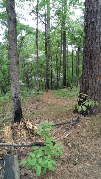 Dogwoods in the canopy