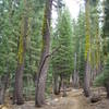 Perfect path (on Hole In The Ground Trail) that makes you feel like you're in the backcountry