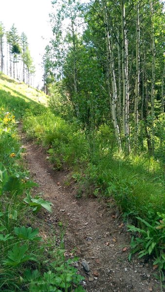 Aspen stands in Willow Creek