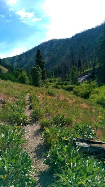 Looking up Willow Creek at the avalanche debris