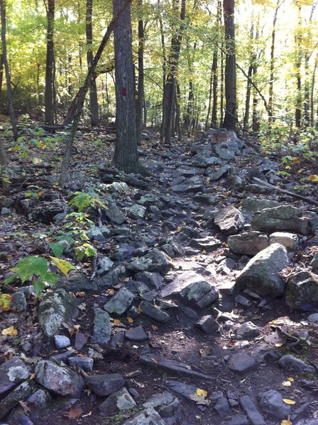 Looking back up the trail. Looks worse than it is. Honest!