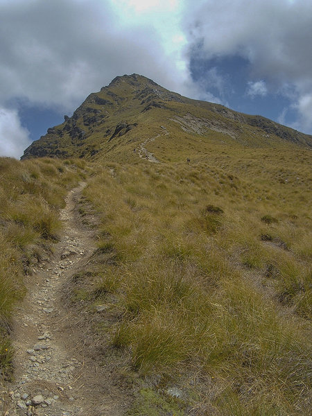 Not the best photo as it's from 2008 but shows the track well.  Ben Lomond Track