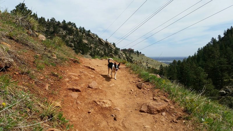 The Mesa Trail overlooking NCAR and the valley below. Dogs are allowed off leash if they have their Blue tags