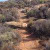 Good example of the slightly rocky singletrack.