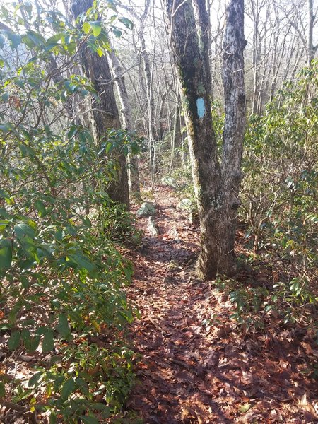 Tight spot!  On the Kettletown Blue Trail South Lap