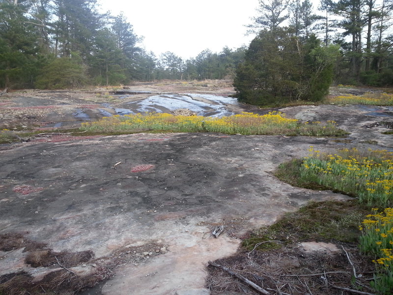 Lichen, wildflowers, and other plant life atop granite outcropping.