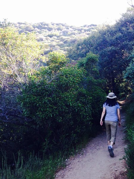 Lush live oaks - beware poison oak here!  On the Echo Mountain Trail