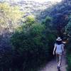 Lush live oaks - beware poison oak here!  On the Echo Mountain Trail