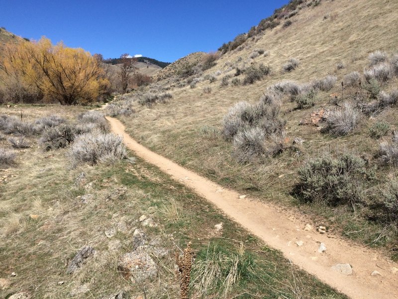 Nice mellow singletrack follows the creek all the way up the gulch on the Fivemile Gulch Trail.