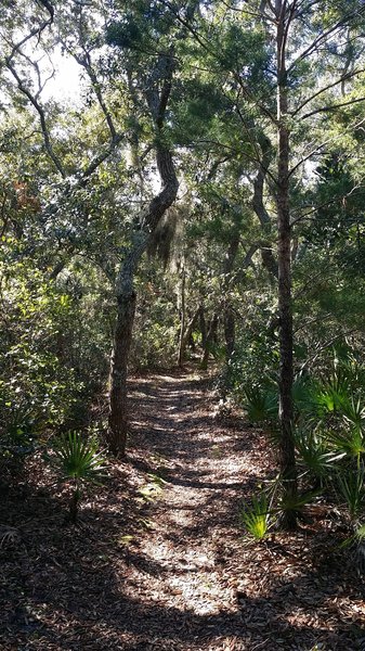 Shady tree cover, singletrack