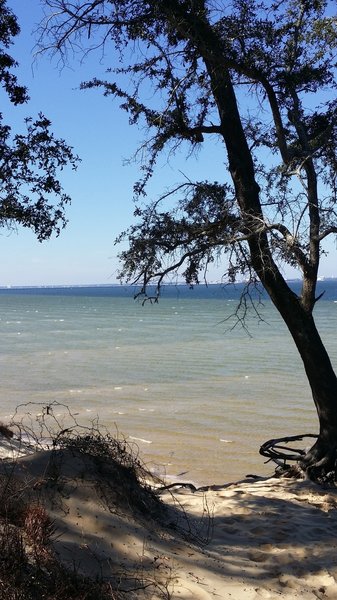 Tree with a rope swing on the bay - stop for a swim!