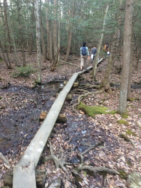 Crossing the swampy area on planks