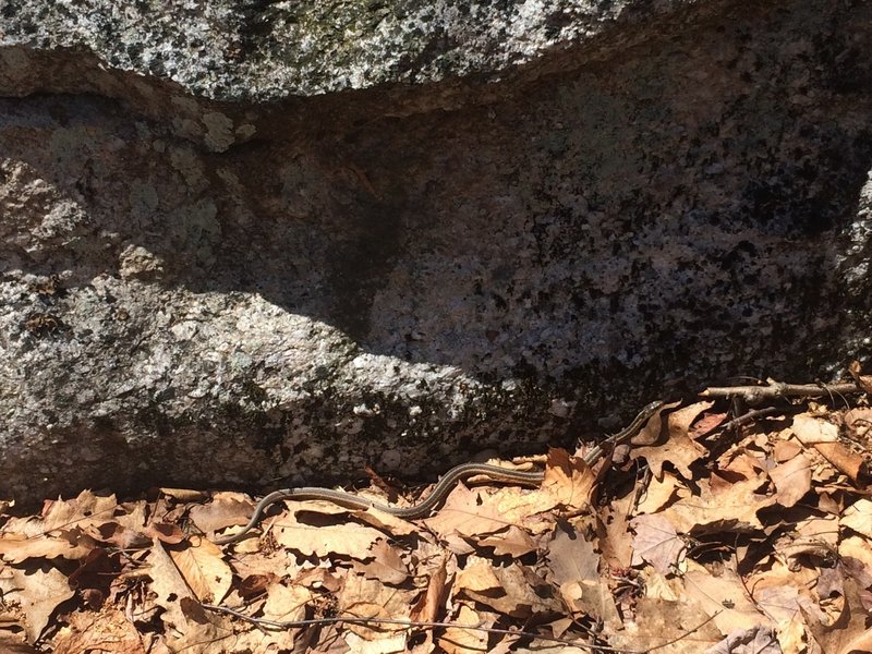 Snakes are common through the rocky sections of the High Peters Kill Trail.   This little guy was out sun bathing when we happened upon him.