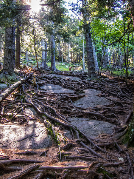 The ultimate rocks and roots trail.