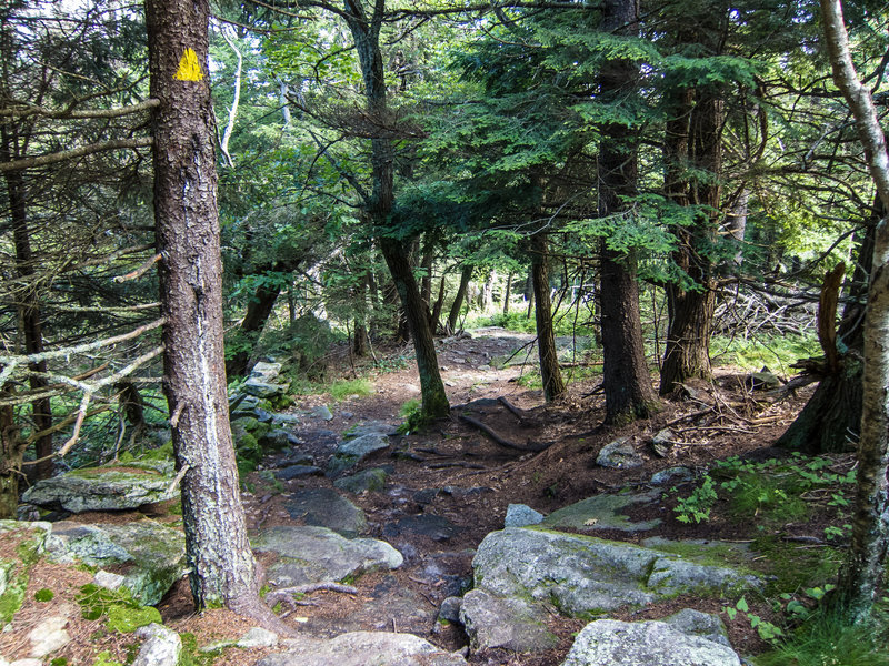 The WAPACK trail between Mt Watatic and Nutting Hill provides lots of technical rocks.