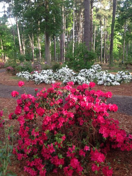 Azaleas in springtime bloom at the parking area