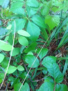Lots of poison ivy and poison oak on either side of the trail, so be careful if you veer from the singletrack.