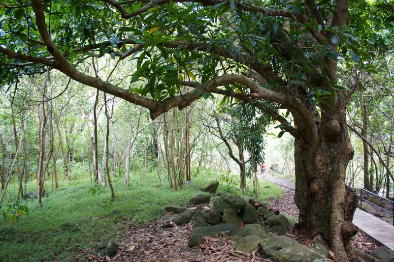 Jungly understory.