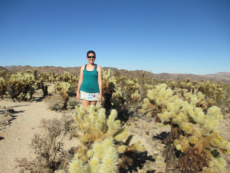 Cholla Cactus Garden Trail in Joshua Tree National Park