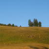 Deer on the Gallatin Crest Trail