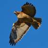 Red-tailed hawk