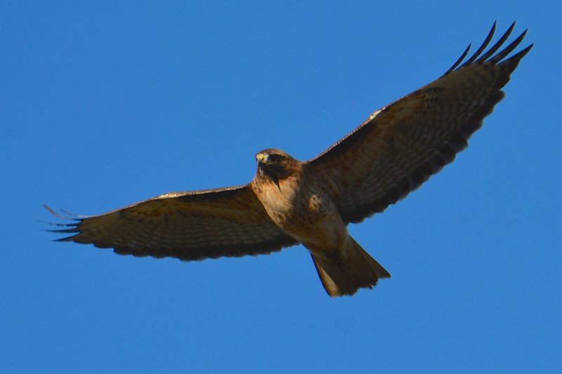 Red-tailed hawk on the Redtail Loop.