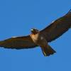 Red-tailed hawk on the Redtail Loop.