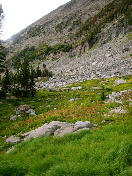 Wildflowers