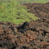 Goats in the lava flow.