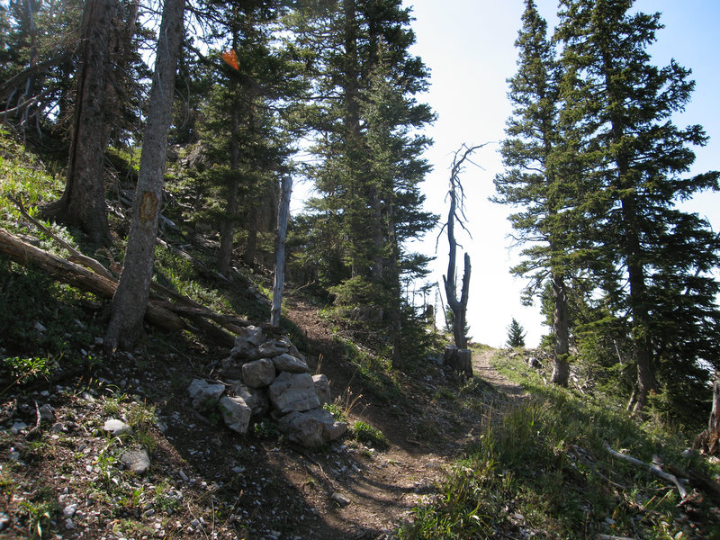 Junction where the Ridge Trail leaves the National Rec trail up and into the high country.